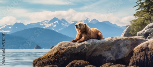 In the summertime the breathtaking seascape of Alaska s Pacific Ocean provides an enchanting backdrop for exploring the rich wildlife and diverse species of mammals including carnivores tha