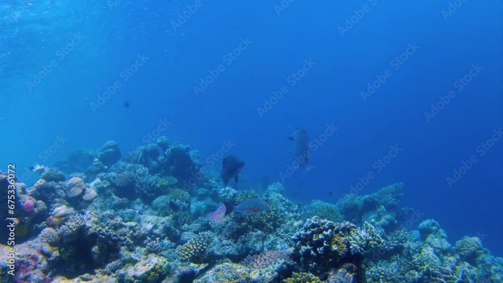 Scenic view of an underwater life full of fish and coral reefs Scenic view of an underwater life full of fish and coral reefs