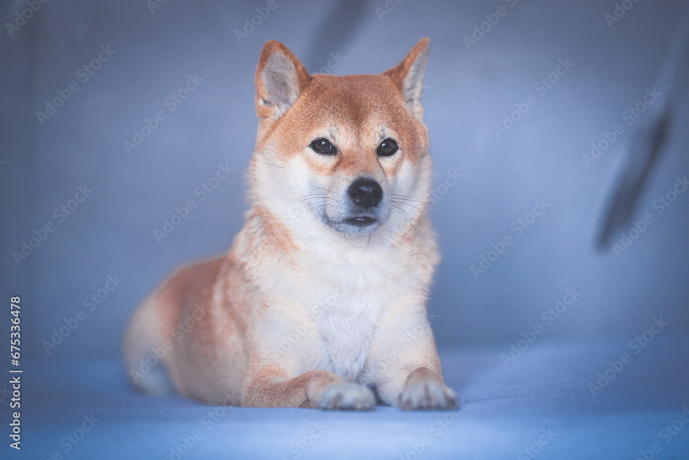 Portrait of a Shiba Inu dog isolated Portrait of a Shiba Inu dog isolated