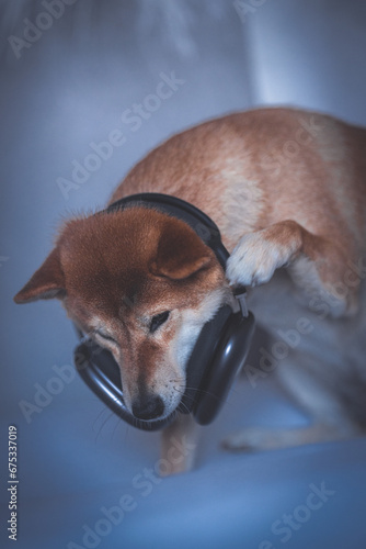 Portrait of a Shiba Inu dog with headphones isolated