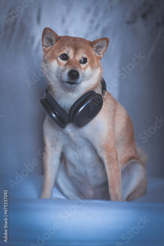 Portrait of a Shiba Inu dog with headphones isolated