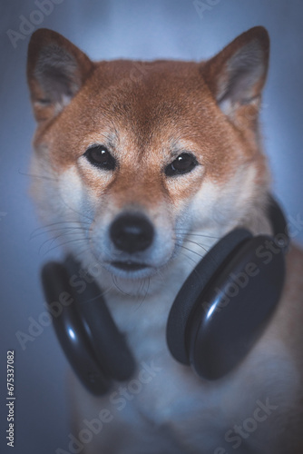 Portrait of a Shiba Inu dog with headphones isolated