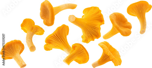 Bild auf Leinwand Falling Chanterelle mushrooms isolated