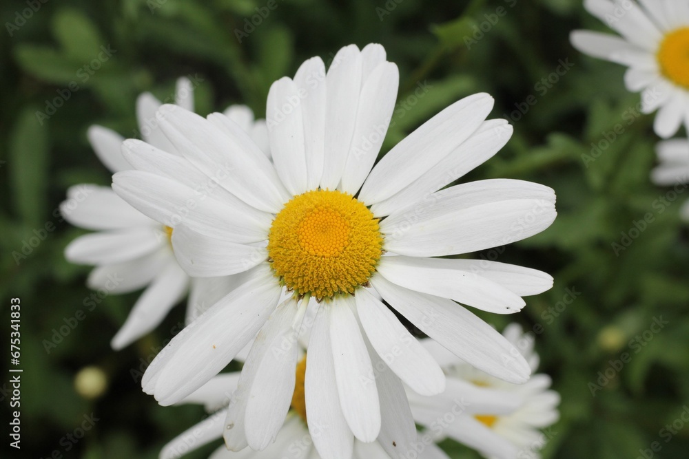 Closeup of a beautiful Chamomile growing in the field Closeup of a beautiful Chamomile growing in the field