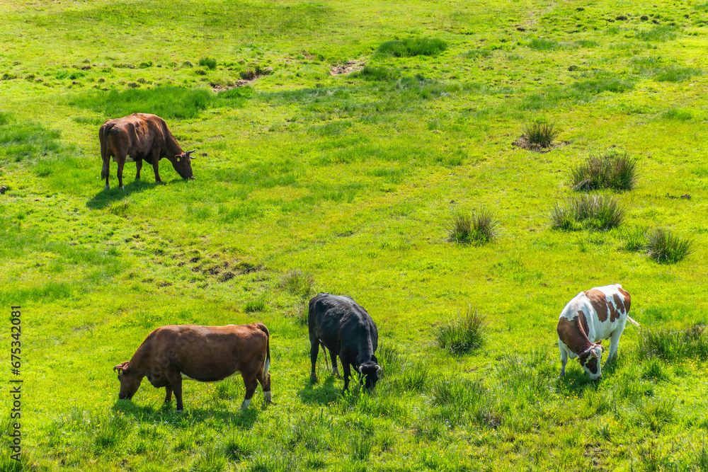 Middelfart Little Belt walking path cattle, Denmark