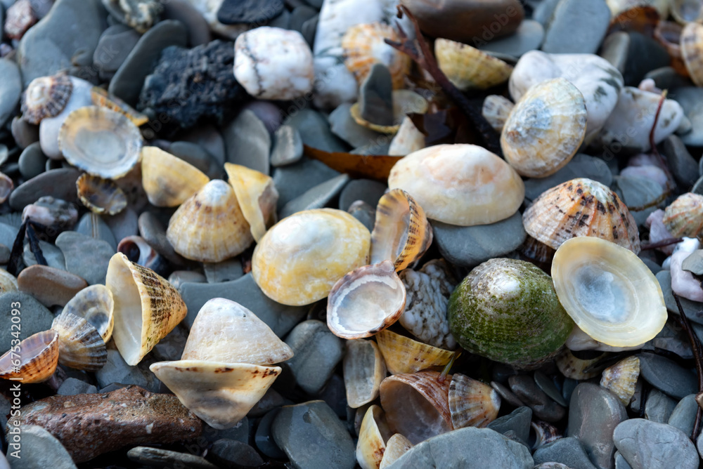Limpet shells of different colours and sizes on pebble beach Limpet shells of different colours and sizes on pebble beach