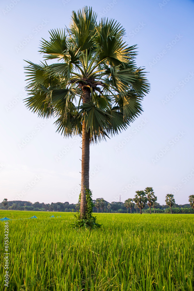 Fototapeta premiumThe palm tree in the green rice field with blue sky in the Countryside of Bangladesh landscape view
