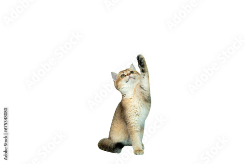 Photography Cat isolated, PNG