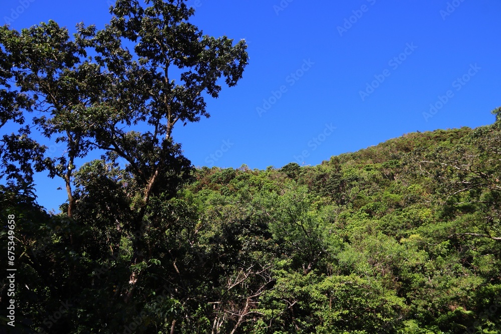 Rainforest in La Soufriere, Guadeloupe Rainforest in La Soufriere, Guadeloupe
