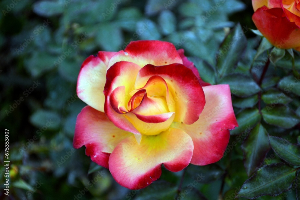 Vibrant rose with yellow and red petals in the center of a lush green grass bed Vibrant rose with yellow and red petals in the center of a lush green grass bed