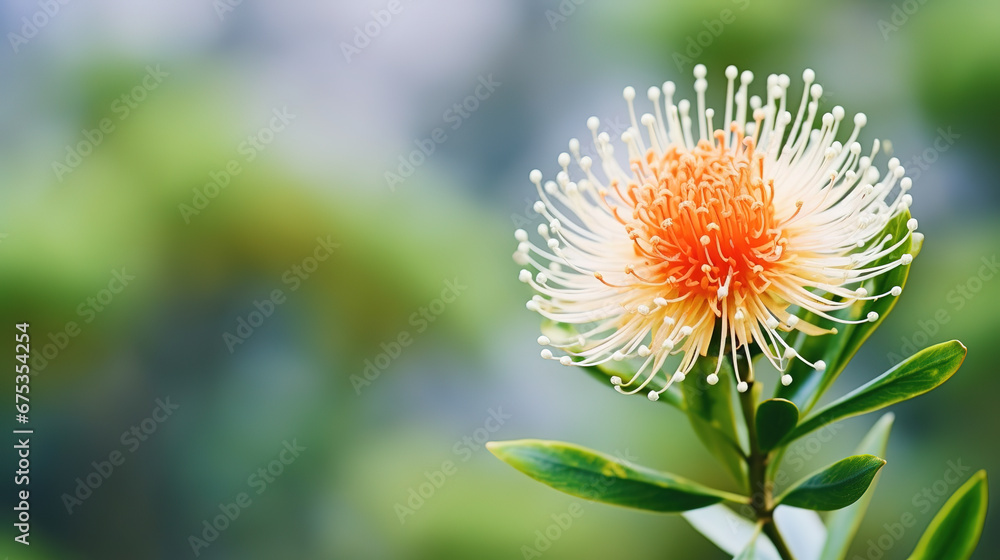 minimalistic green background with leucospermum (pincushion flower), top view with empty copy space minimalistic green background with leucospermum (pincushion flower), top view with empty copy space