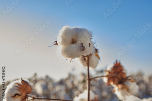 cotton plantation 