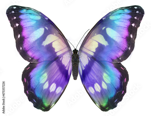 Photography Open butterfly with large symmetrical wing span showing  unique markings isolate