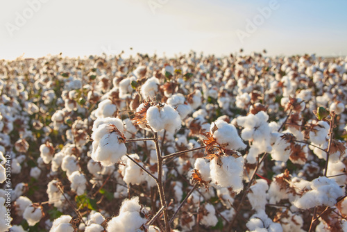  cotton plantation