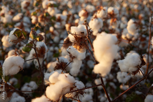 cotton plantation