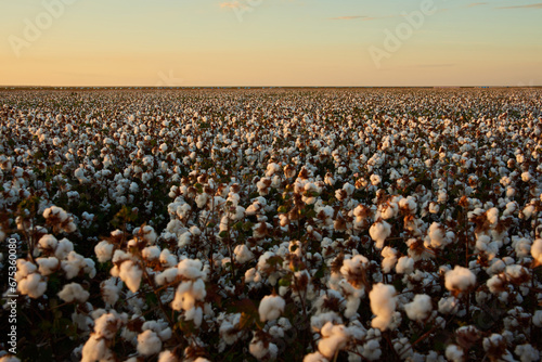 cotton plantation