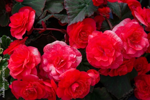 Beautiful roses Bush in garden, roses for Valentine Day. © Luci