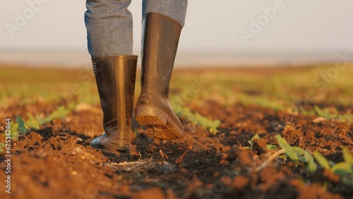 Legs of farmer in rubber boots checking young sprouts walking across field photo