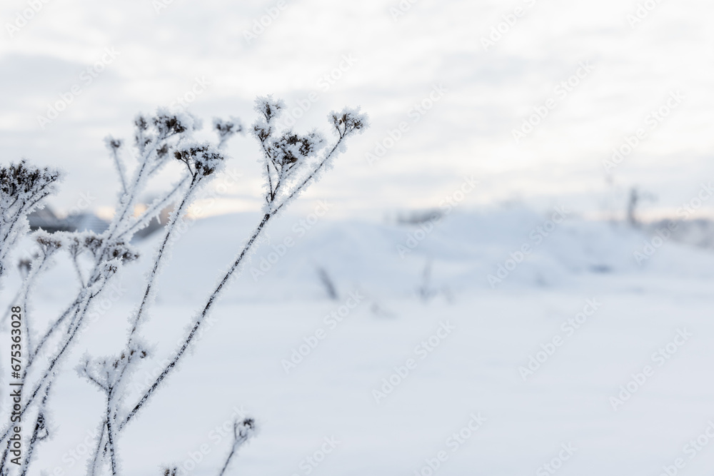 Winter landscape with frozen flowers and snow field on a cloudy day