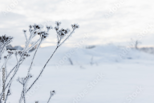 Winter landscape with frozen flowers and snow field on a cloudy day