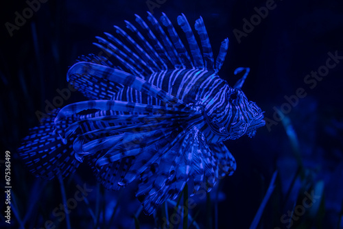 Lion fish swimming in dark blue water photo