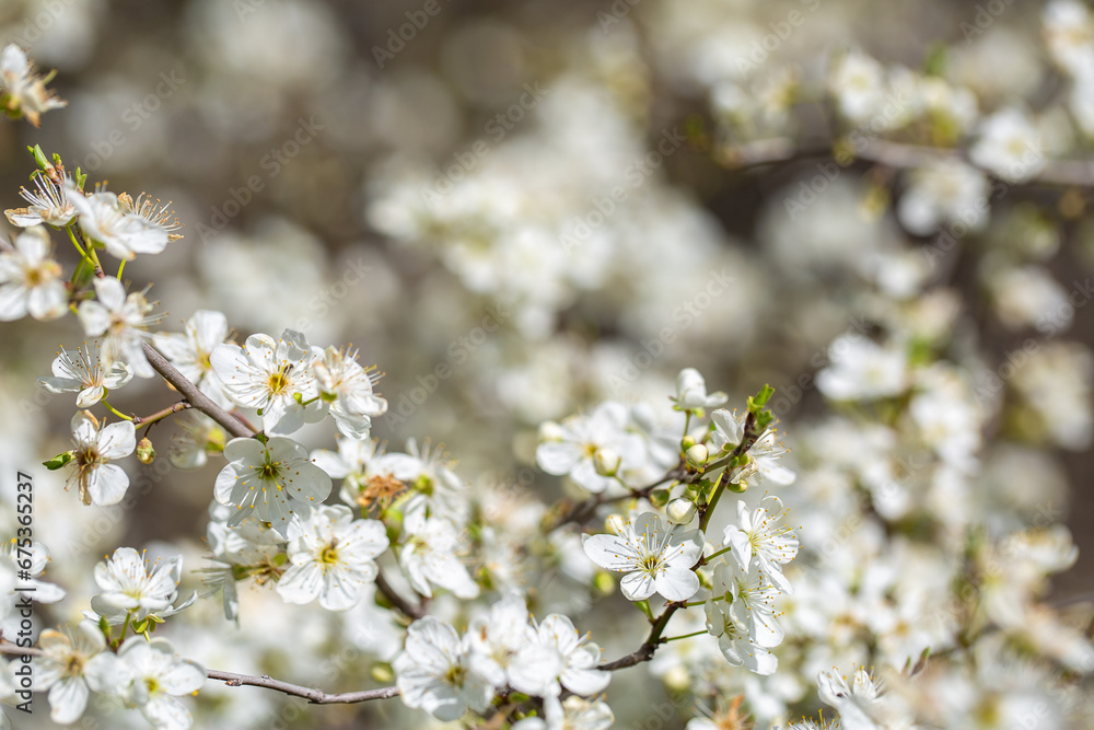 White flowers bloom in the trees. Spring landscape with blooming sakura tree. Beautiful blooming garden on a sunny day. Copy space for text.