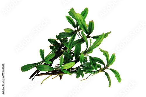 Bucephalandra catherinae green clump the small leaves tropical aquatic plant isolated on transparent background. PNG transparency photo
