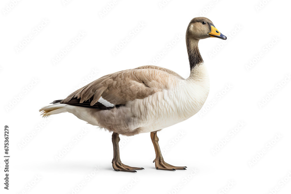 Elegant Profile: A Goose's Portrait,goose isolated on white,goose isolated on white background Elegant Profile: A Goose's Portrait,goose isolated on white,goose isolated on white background