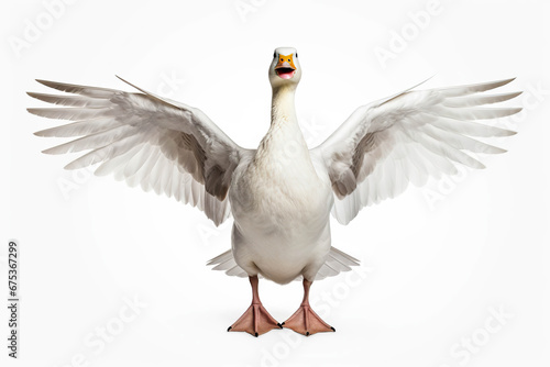 Elegant Profile: A Goose's Portrait,goose isolated on white,goose isolated on white background photo