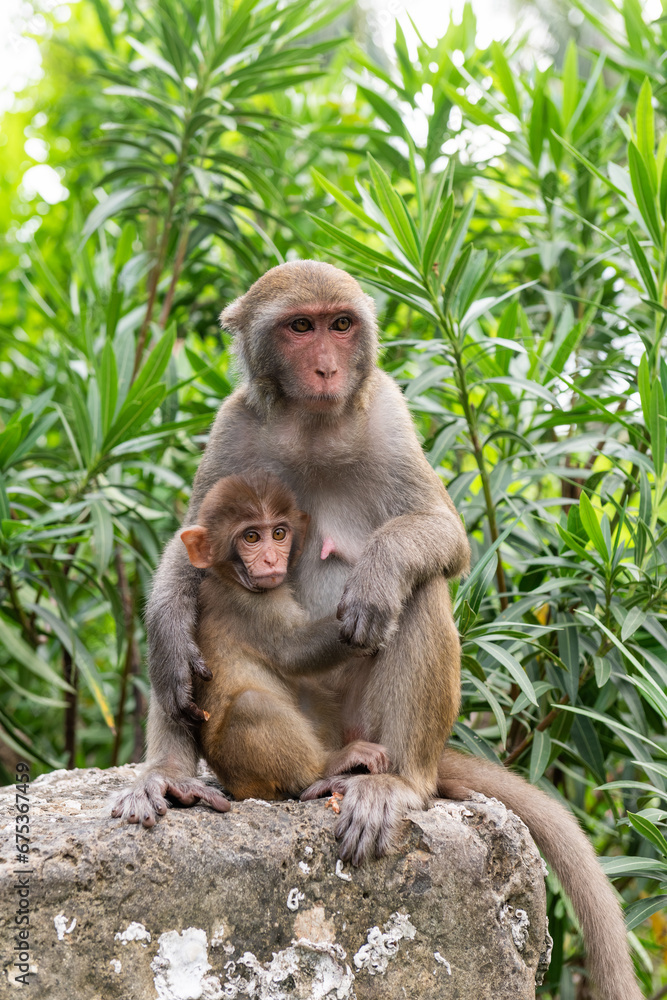 Macaque mother with baby in the jungle