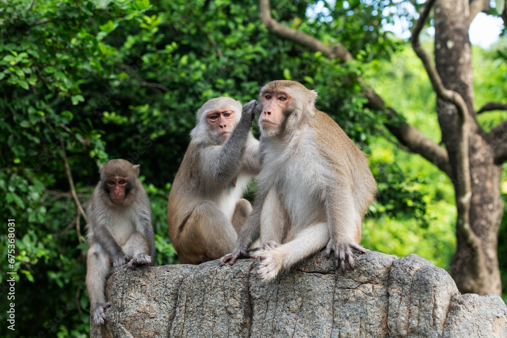 Family of three macaque monkeys