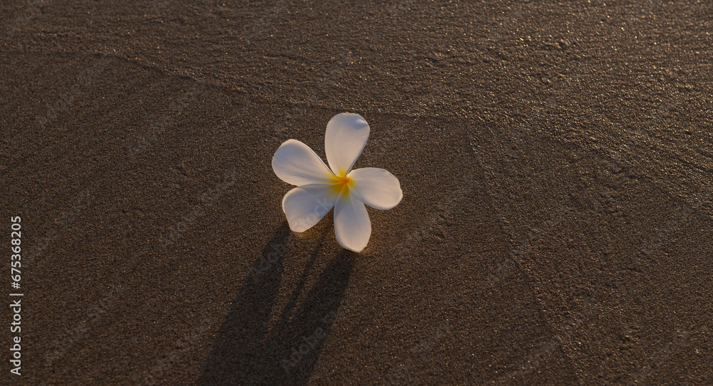 Tropical flower Plumeria or Frangipani on the sea sand in the early morning Tropical flower Plumeria or Frangipani on the sea sand in the early morning