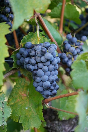 blue grapes growing on the vine in an outdoor setting close - up