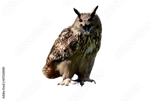 Big Ears Owl isolated on transparent background, Looking to camera , 
