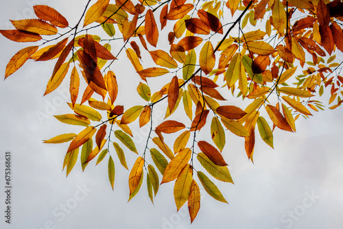 фотографія The colored leaves in yellow, orange, red of the sweet chestnut against the ligh
