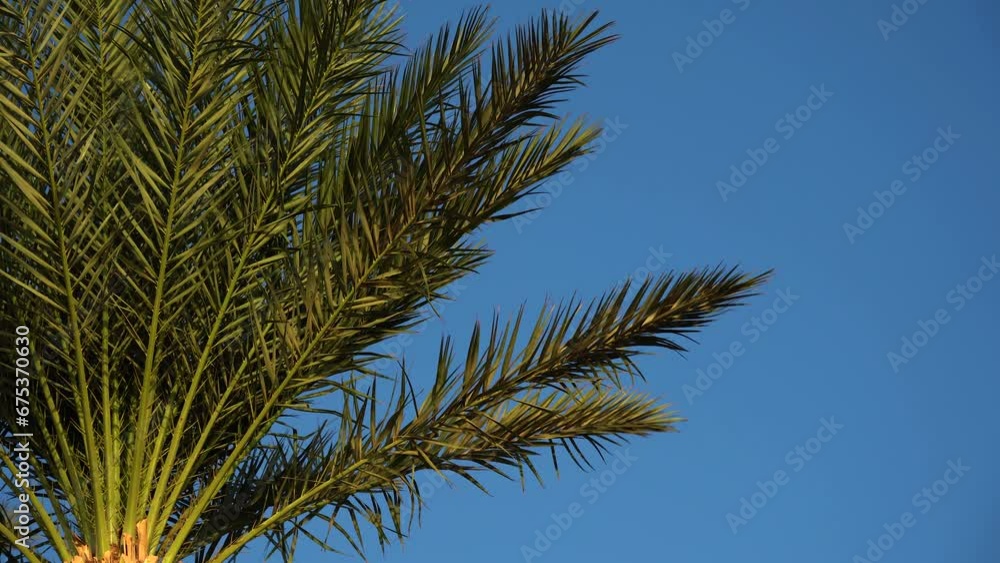 Palm green branches closeup on blue background Palm green branches closeup on blue background