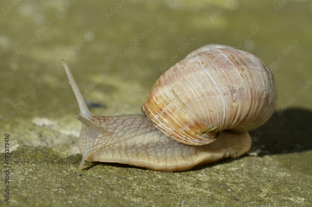 Closeup shot of a snail slowly making its way up a rocky surface with a blurry background Closeup shot of a snail slowly making its way up a rocky surface with a blurry background