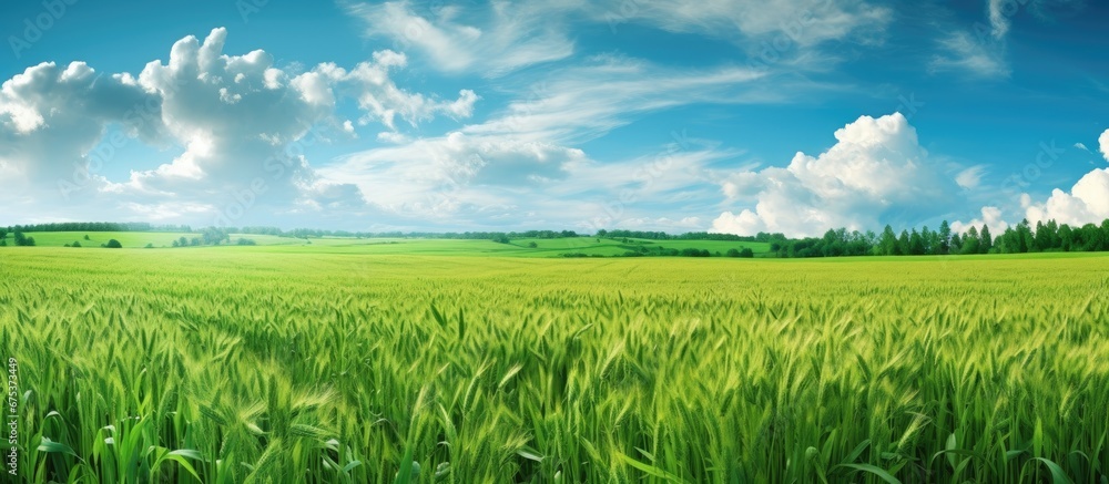 In the summer landscape against a backdrop of vibrant blue sky the beauty of nature unfolds with a lush green farm showcasing healthy agriculture where the fields are adorned with rows of wh In the summer landscape against a backdrop of vibrant blue sky the beauty of nature unfolds with a lush green farm showcasing healthy agriculture where the fields are adorned with rows of wh