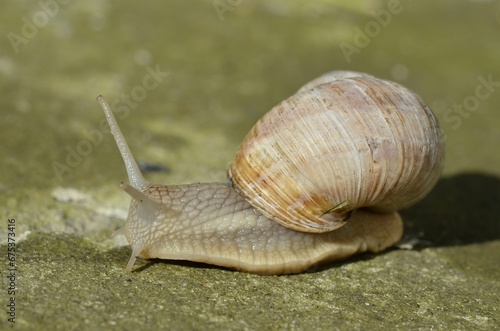 Closeup shot of a snail slowly making its way up a rocky surface with a blurry background © Wirestock