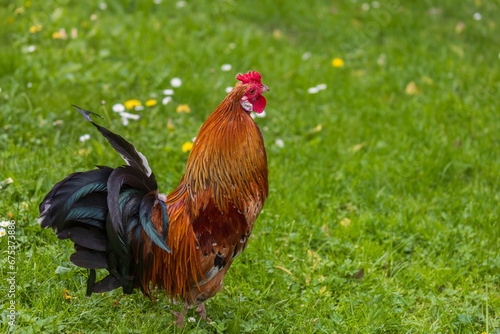 Beautiful colorful ornamental little rooster. He has a red comb and a lobe.