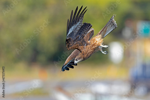 Cuadro en lienzo A black-eared kite (Milvus migrans lineatus/formosanus) in flight