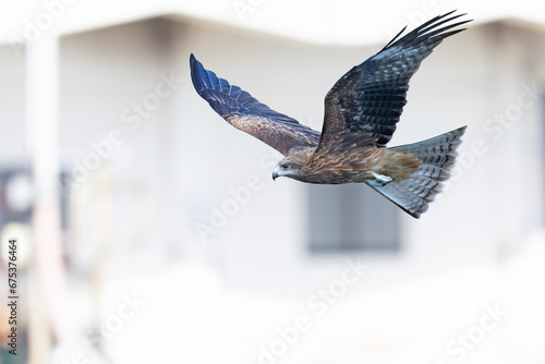 A black-eared kite (Milvus migrans lineatus/formosanus) in flight photo
