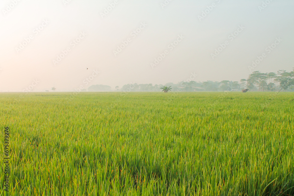 Morning view in the middle of rice fields. Morning view in the middle of rice fields.