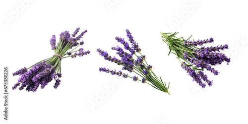 lavender isolated on white background