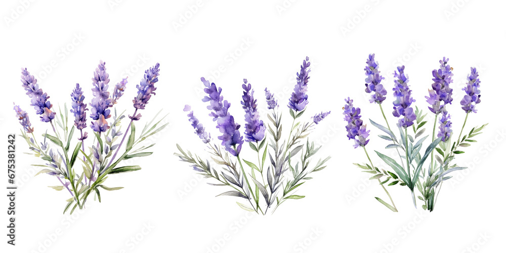 set of lavender flowers set of lavender flowers