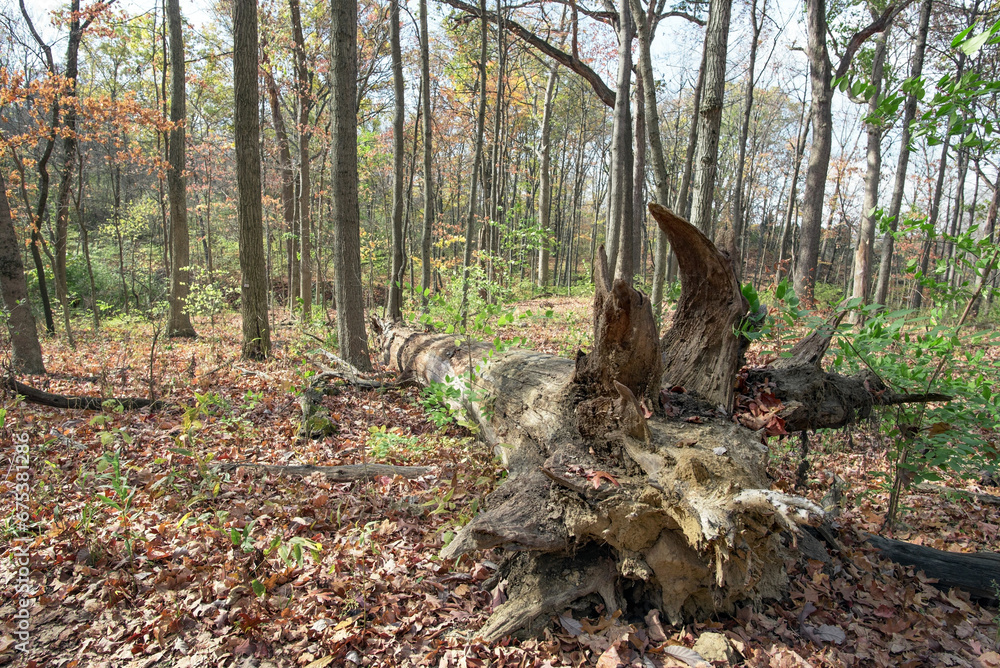 Uprooted Fallen Tree in Deciduous Forest in Autumn Uprooted Fallen Tree in Deciduous Forest in Autumn