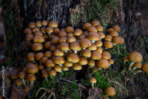 Sulfur tuft mushrooms in the forest growing in Autumn time in the Netherlands, province Drenthe nearby Ruinen