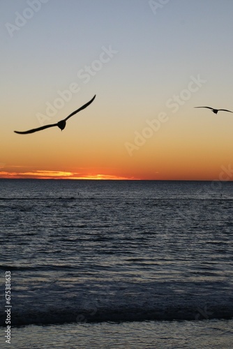 Vertical shot of silhouettes of seagulls soaring against a sunset over a tranquil ocean scene