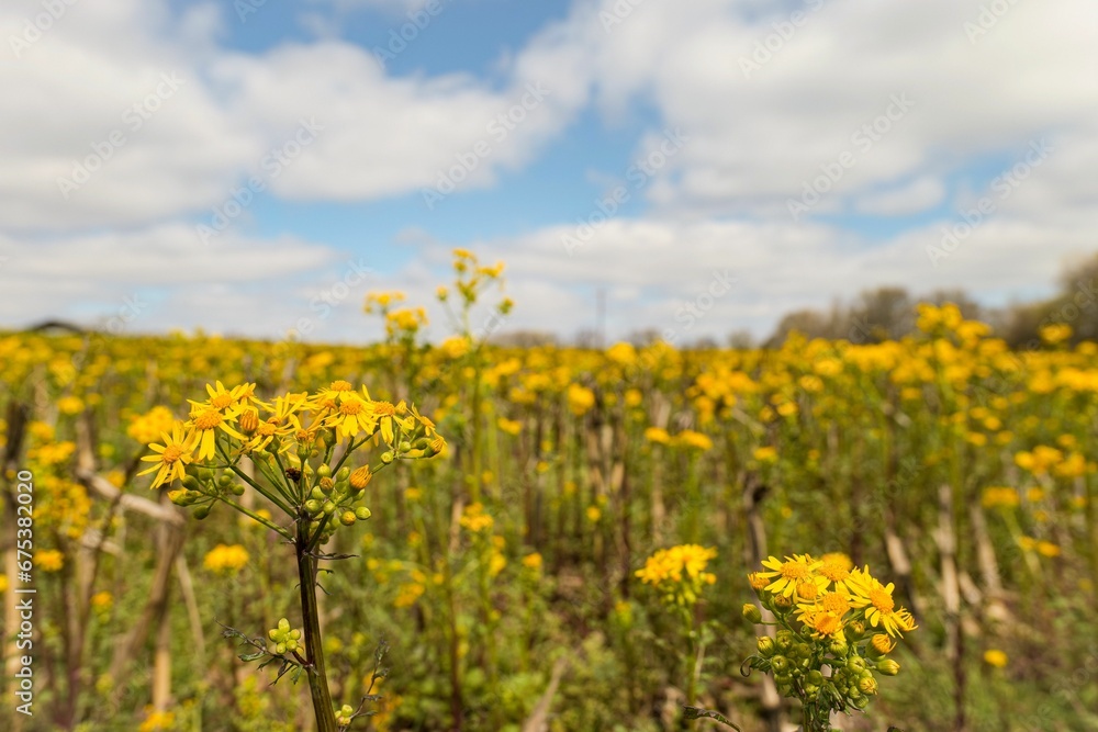 Vibrant array of different flowers in a lush field, illuminated by warm sunlight Vibrant array of different flowers in a lush field, illuminated by warm sunlight