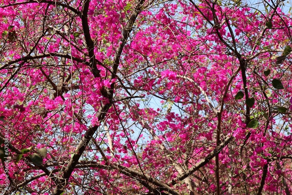 Beautiful shot of a tree with blooming bright pink bougainvillea flowers